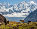 हिउँपहिरोमा पुरिएर मनास्लुमा विदेशीसहित दुई जनाको मृत्यू_img