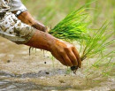 देशभर ९६ प्रतिशत धान रोपाइँ, सुदूरपश्चिममा शतप्रतिशत_img