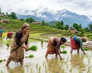 आज असार १५, राष्ट्रिय धान दिवस मनाइँदै_img