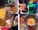 सिंहदरबार भित्रको सेन्ट्रल क्यान्टिनमा कुहिएको अण्डा र घुन लागेको दाल, दुई लाख जरिवाना_img