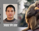 बाँदर आतङ्कको दीर्घकालीन समाधान : बन्दुक र विष होइन, सहअस्तित्व र आरक्ष_img