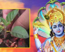 आज हरिशयनी एकादशी, घर घरमा तुलसी रोपेर मनाईदै_img