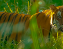 नेपालमा बाघको संख्या ४२९ पुग्यो, चितवनमा सबैभन्दा बढी_img
