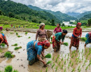 देशभर ९८ प्रतिशत धान रोपाइँ सम्पन्न_img