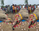 सर्लाहीको जिरायतमा जङ्गली हात्ती मृत फेला_img