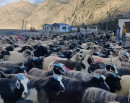 हिउँ छिचोल्दै एक हजार भेडाच्याङ्ग्रा मुस्ताङ आइपुगे_img