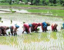 आठ लाख १६ हजार ४०५ हेक्टरमा रोपाइँ सम्पन्न_img