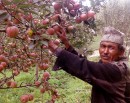 सडक अभावले गोरखामा कुहिँदै करोडौँको स्याउ, बजार ल्याइदिन सरकारसँग माग_img