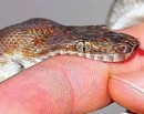 अचाक्ली गर्मी बढेसँगै सर्पको बिगबिगी_img
