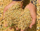 धानको न्यूनतम् समर्थन मूल्य कार्यान्वयन गर्न आग्रह_img