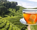 चिया निर्यात ४० प्रतिशतले बढ्यो_img