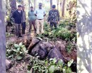 साउनयता प्राकृतिक कारणले २८ गैंँडा मरे_img