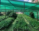 कफीका बिरुवाको माग बढ्याे_img