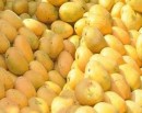 भाेलिदेखि ‘नेपाल म्याङ्गो फेस्ट’ महोत्सव हुने_img