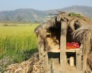 कञ्चनपुरका सबै छाउगोठ भत्काउन जिल्ला प्रशासनको निर्देशन_img