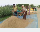 चैते धानको समर्थन मूल्य निर्धारण गर्न किसानको आग्रह_img