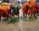 मोरङको कटहरीमा सडक निर्माण समयमा नभएपछि धान रोपेर स्थानीयको विरोध_img
