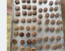 कोदोको बिष्कुट उत्पादन गर्न उद्योग स्थापना, फापर, जौ र उवा पनि थपिने _img