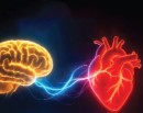 एउटै समयमा सुत्ने र उठ्ने गर्नु मस्तिष्क र मुटुका लागि स्वस्थकरः अध्ययन_img