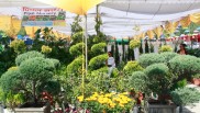 सस्तोमा २५ रूपैयाँ र महङ्गोमा डेढ लाख बढीका विरुवा, घरकालाई परामर्श सेवा उपलब्ध