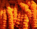 पोखरा महानगरले तोक्यो स्थानीय सयपत्री फूलको मूल्य र बिक्री स्थल_img