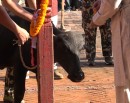 दशैं–घरमा ५४ बोका र ५४ राँगाको बली दिइयो_img