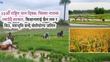 धानमा आत्मनिर्भरताको नारा, तर बिउदेखि चामलसम्म आयातकै भर