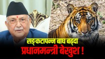 प्रधानमन्त्रीज्यू, सङ्ख्या प्रकृति संरक्षक बाघको होइन, देश विनाशक भ्रष्टको घटाउनुस् !