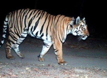 category photo