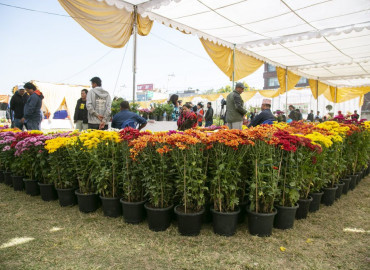 category photo