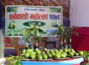 category photo