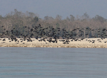 category photo