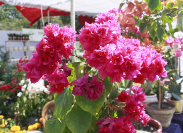 category photo