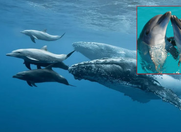 category photo
