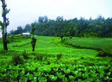 category photo