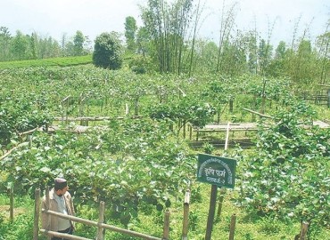 category photo