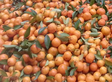 category photo