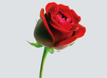 category photo