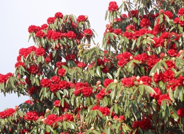 category photo