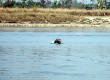 category photo