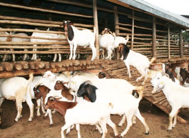 category photo