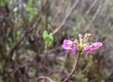 category photo