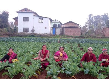 category photo