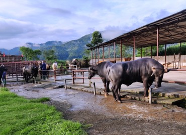 category photo