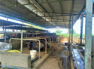 category photo