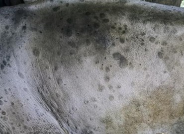 category photo