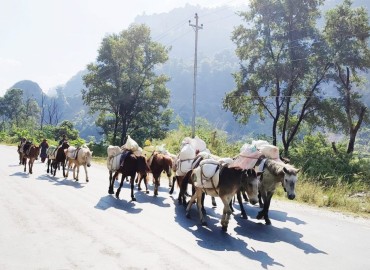 category photo