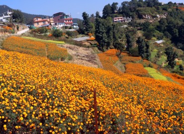 category photo