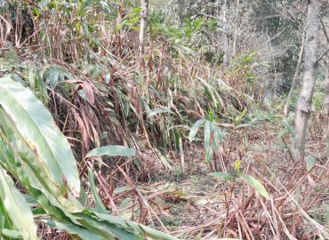category photo