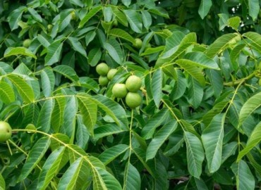 category photo